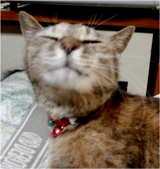 猫の首輪を作るイベント（2-3時間ぐらい）要材料費